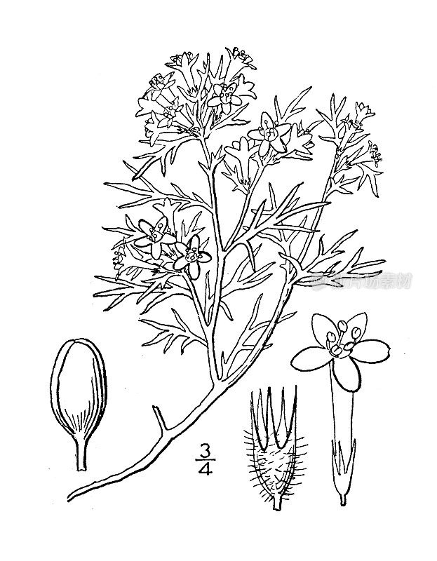 古植物学植物插图:Gilia pumila, low Gilia